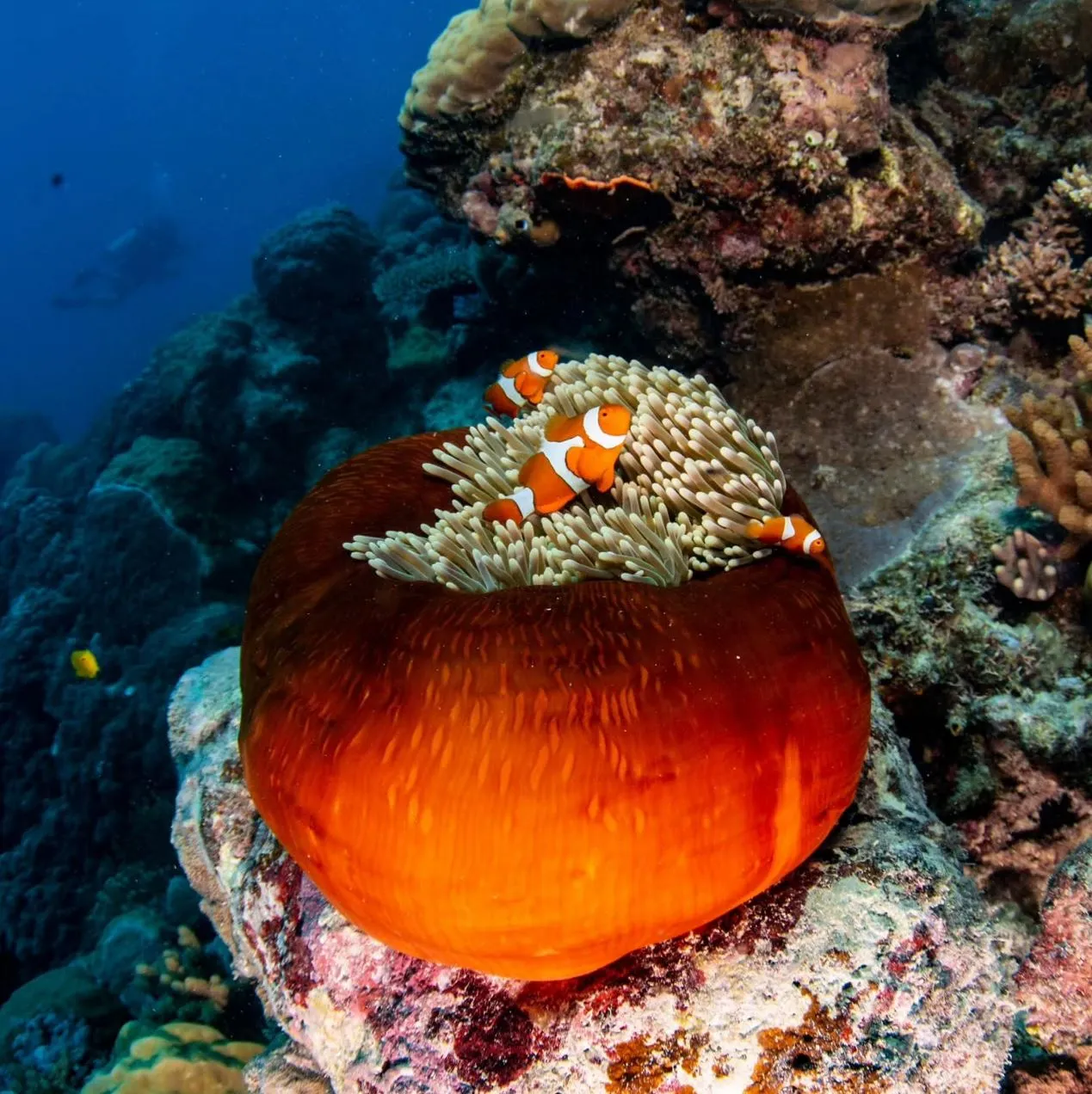 Backyard Bounty | Why You Should Go To The Great Barrier Reef In The Rain? Great Barrier Reef Tour