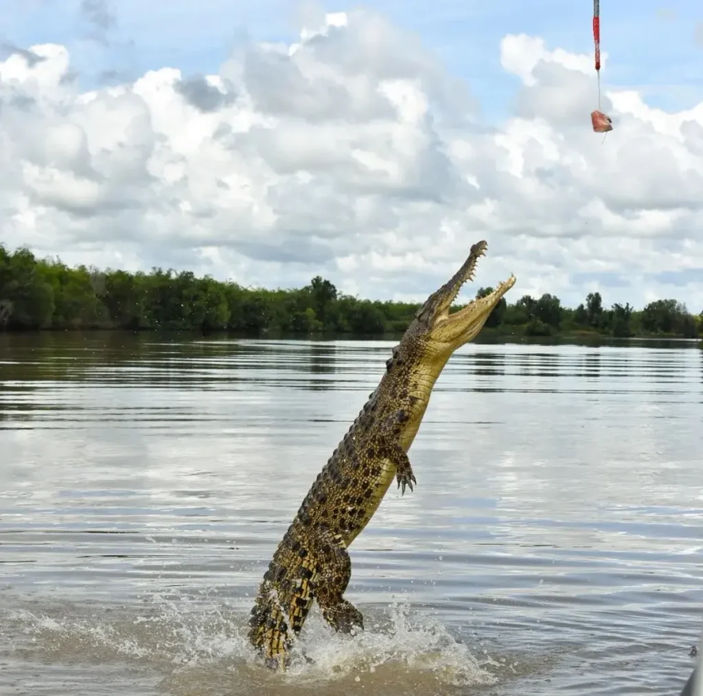 Jumping crocodile tours