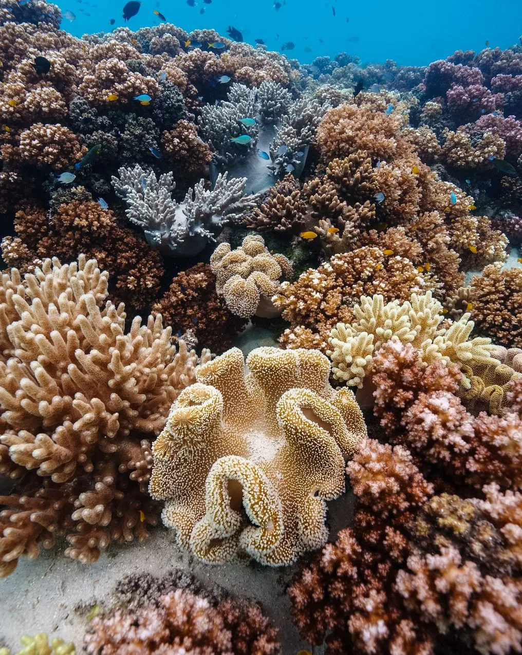 Backyard Bounty | Why You Should Go To The Great Barrier Reef In The Rain? Packing Smart For A Warm Rainy Day On The Water