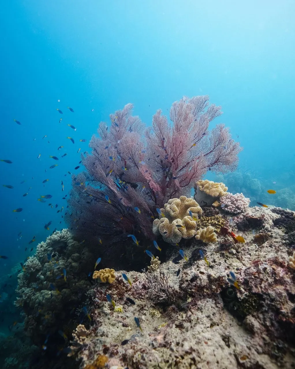 Backyard Bounty | Why You Should Go To The Great Barrier Reef In The Rain? What Reef Conditions Really Look Like On Rainy Days