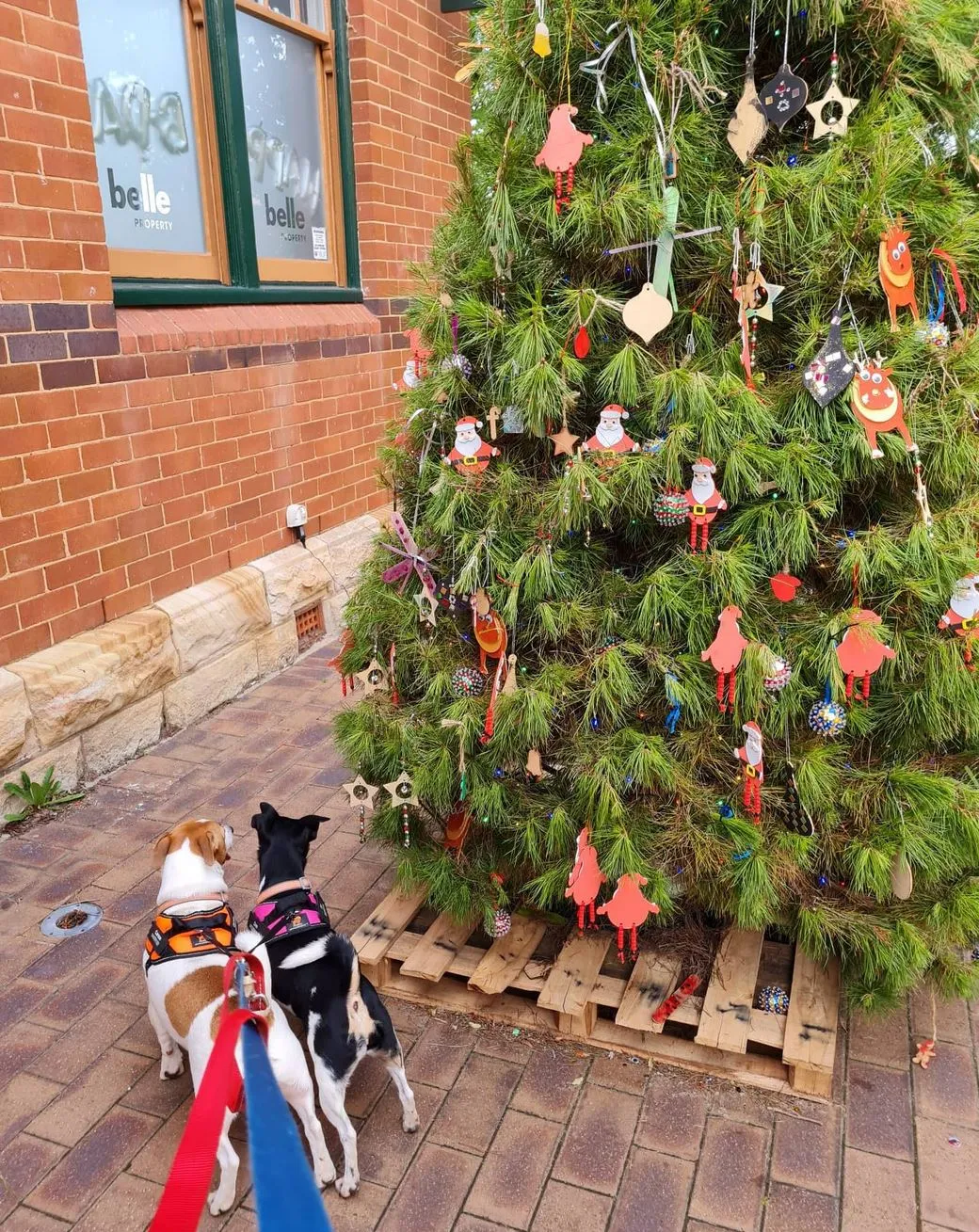 What to Do in the Blue Mountains at Christmas
