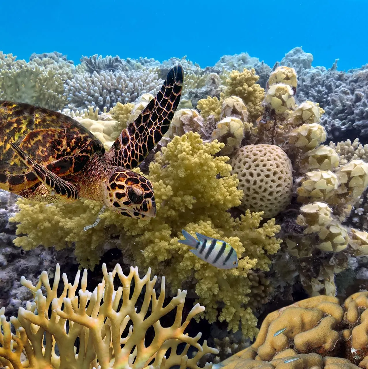 Backyard Bounty | Why You Should Go To The Great Barrier Reef In The Rain? Why Quiet Weather Makes the Sea Feel More Alive