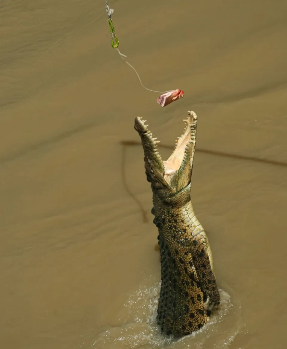 jumping crocodile