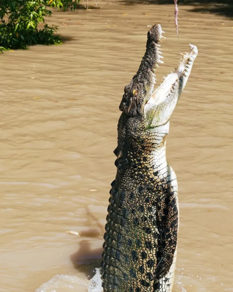 saltwater crocodile jump