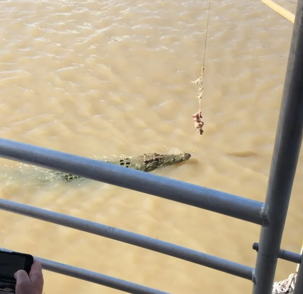 saltwater crocodiles jump